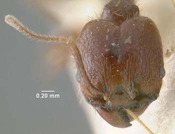 Media type: image;   Entomology 9132 Aspect: head frontal view